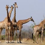 South Africa Giraffe Safari